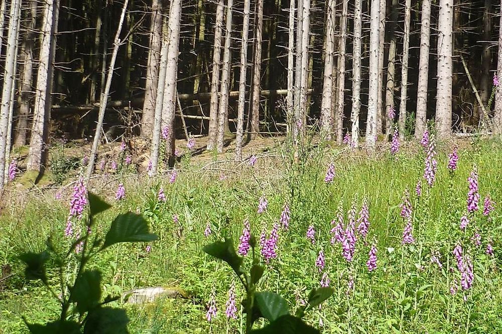 Traumschleife Wildnis Trail Weiskirchen 23cuq1