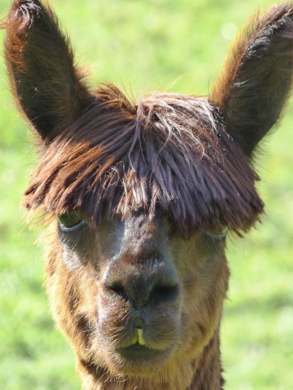 Lucky Lama   Ein Erlebnis für jedes Alter   1f69c1