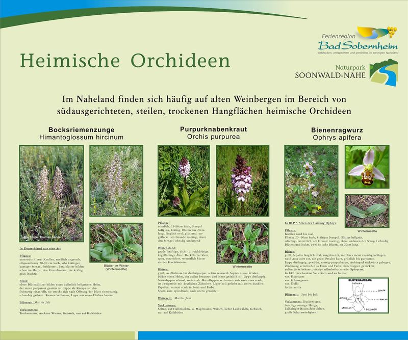 Weinbergsterrassen  und Orchideenpfad am Staudernheimer Hang 1kswpw