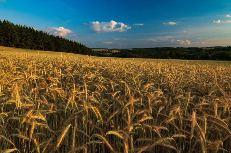 tochten/weg-des-feldes-824b