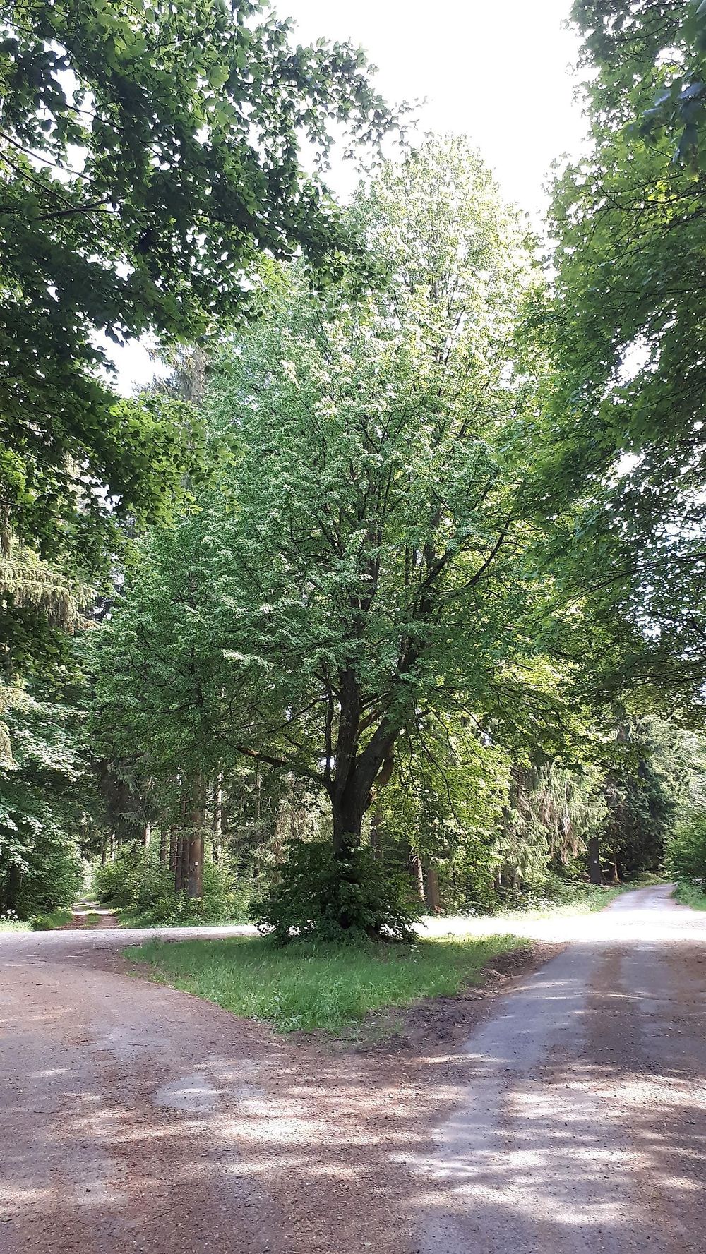 Gezeichnete Baum 2e396n