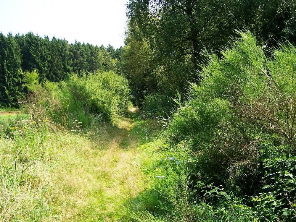 TRAUMSCHLEIFE Greimerather Höhenweg 2nienc