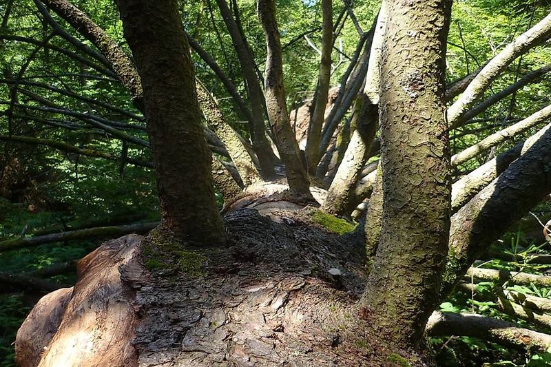 Traumschleife Wildnis Trail Weiskirchen 45enb6