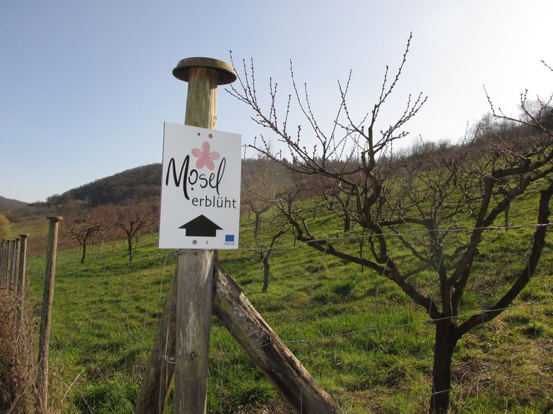 tochten/bloesemwandeling-wijnbergperzik-1255