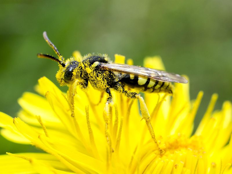 events/schaetze-aus-dem-bienenstock-324f