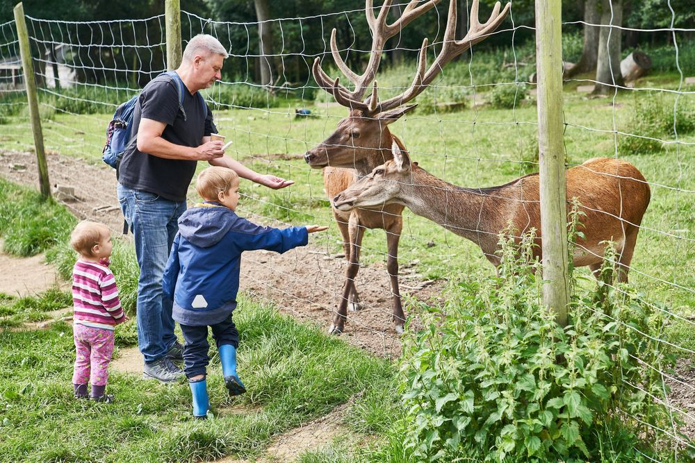 Tierpark Rheinböllen 57jxwh