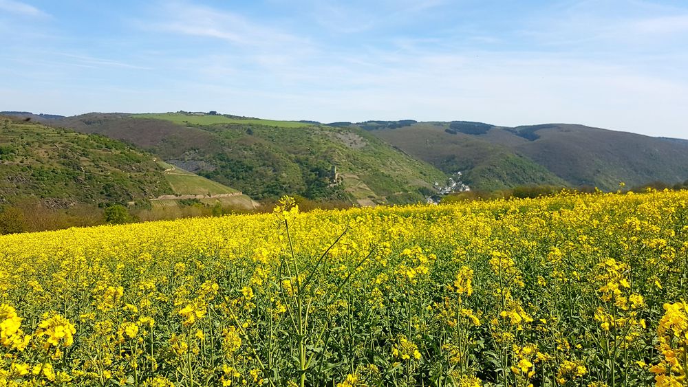 Traumschleifchen Pfalzblick 3wae8s
