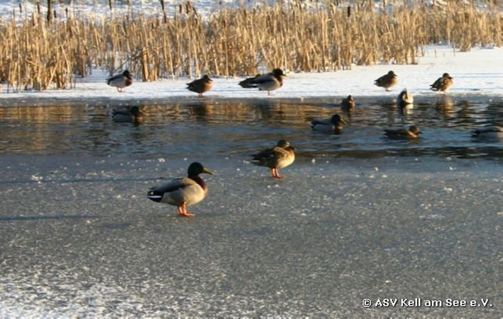 Angeln in Kell am See 4y5oke