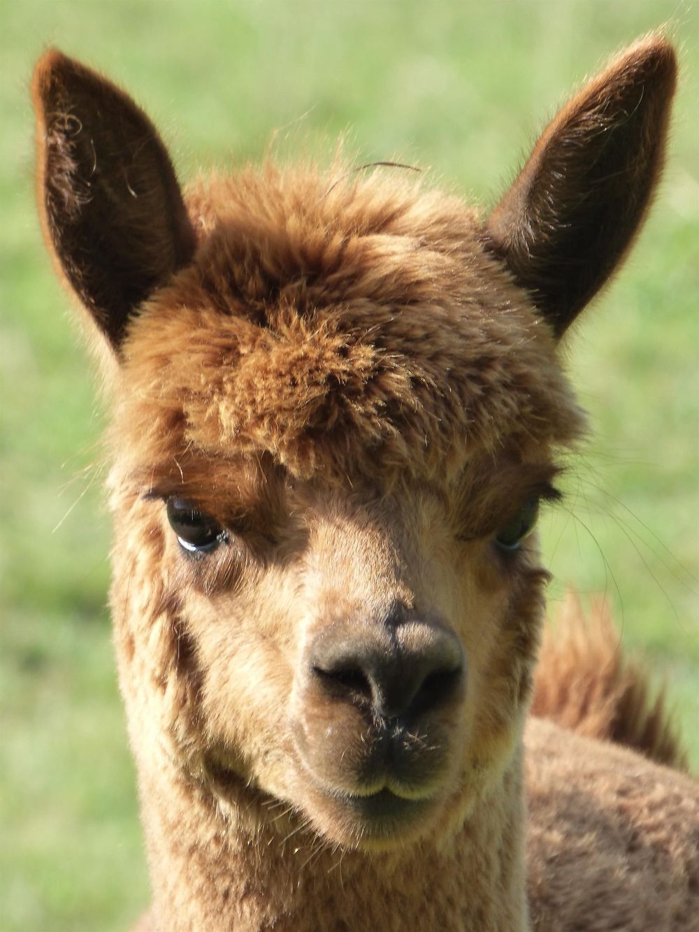 Lucky Lama   Ein Erlebnis für jedes Alter   5jnqb0