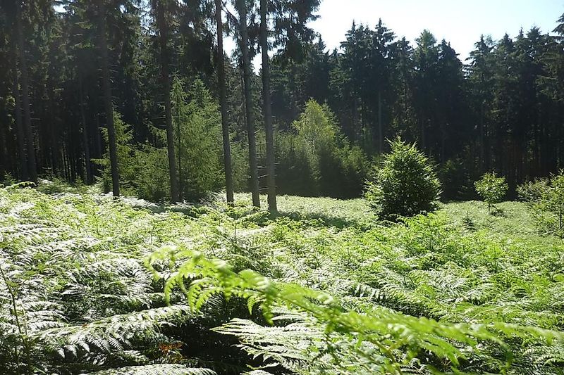 Traumschleife Hochwald Pfad 70tvne