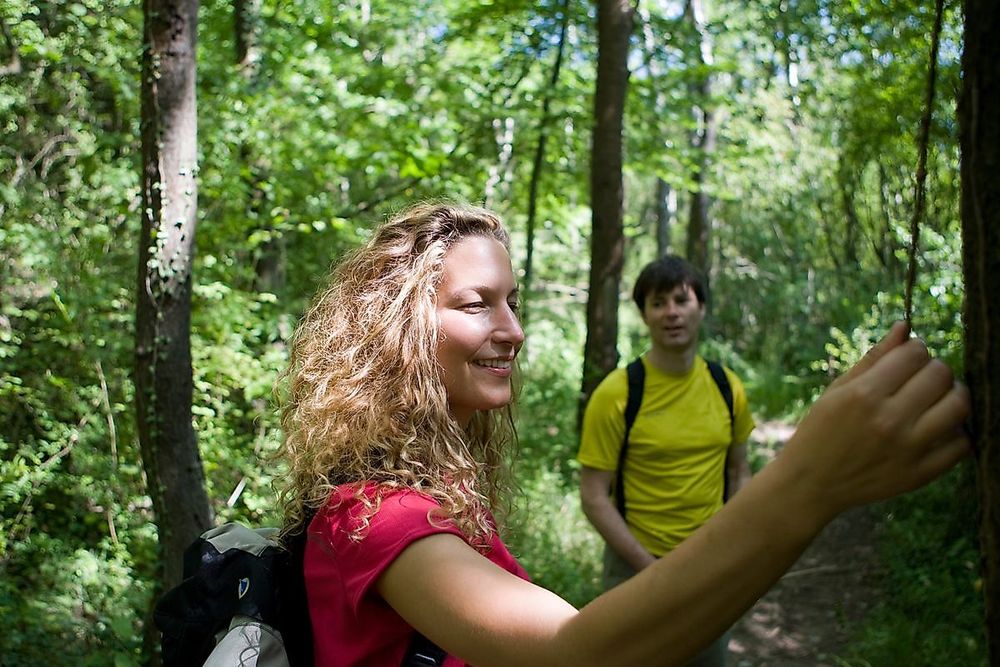 Saar Hunsrück Steig   03