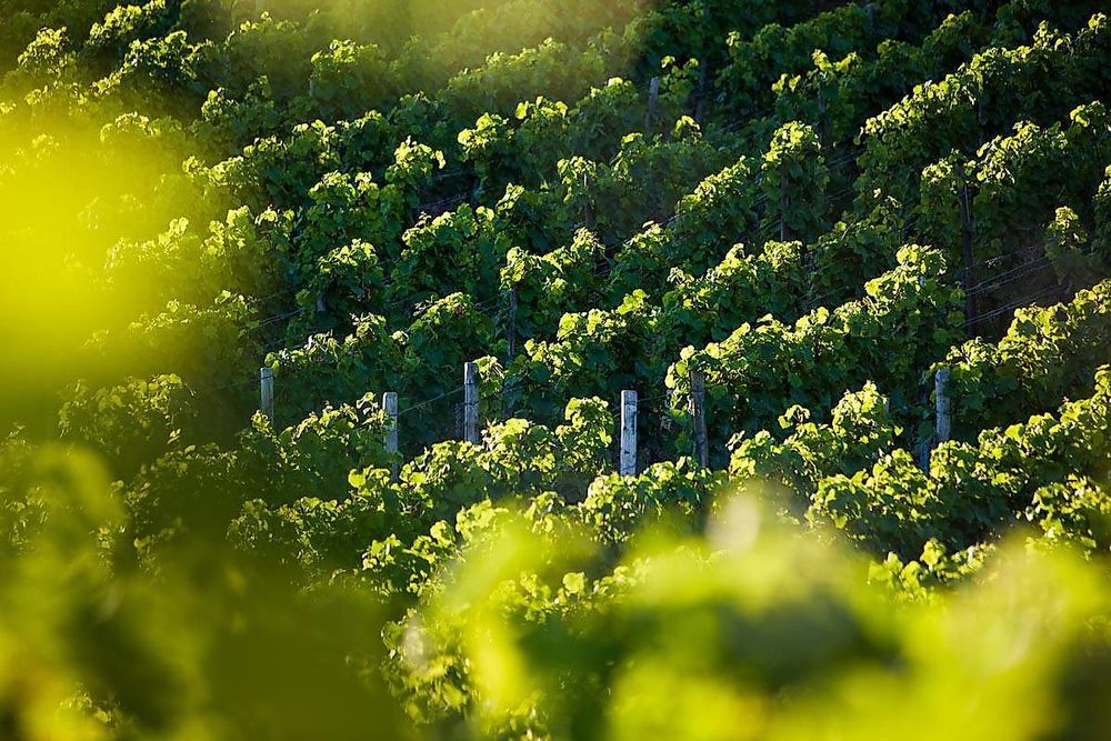 Weinwanderweg Windesheim 5t8m91
