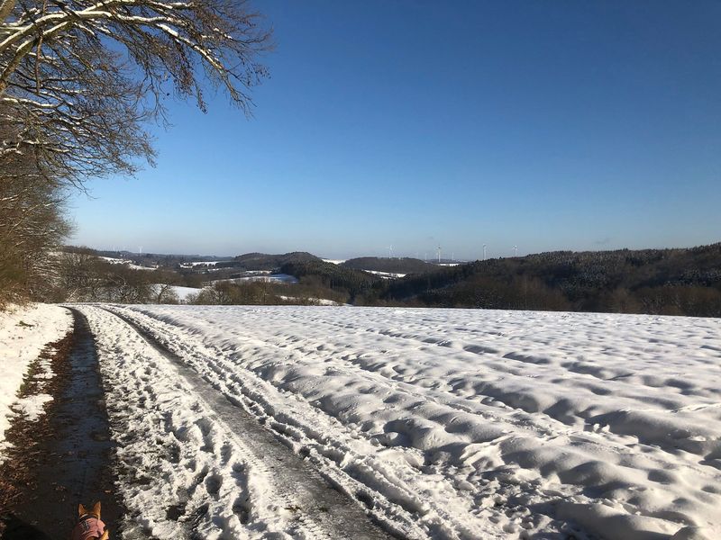 tochten/winterwandelen-op-de-meckenbacher-orchideenweg-3254