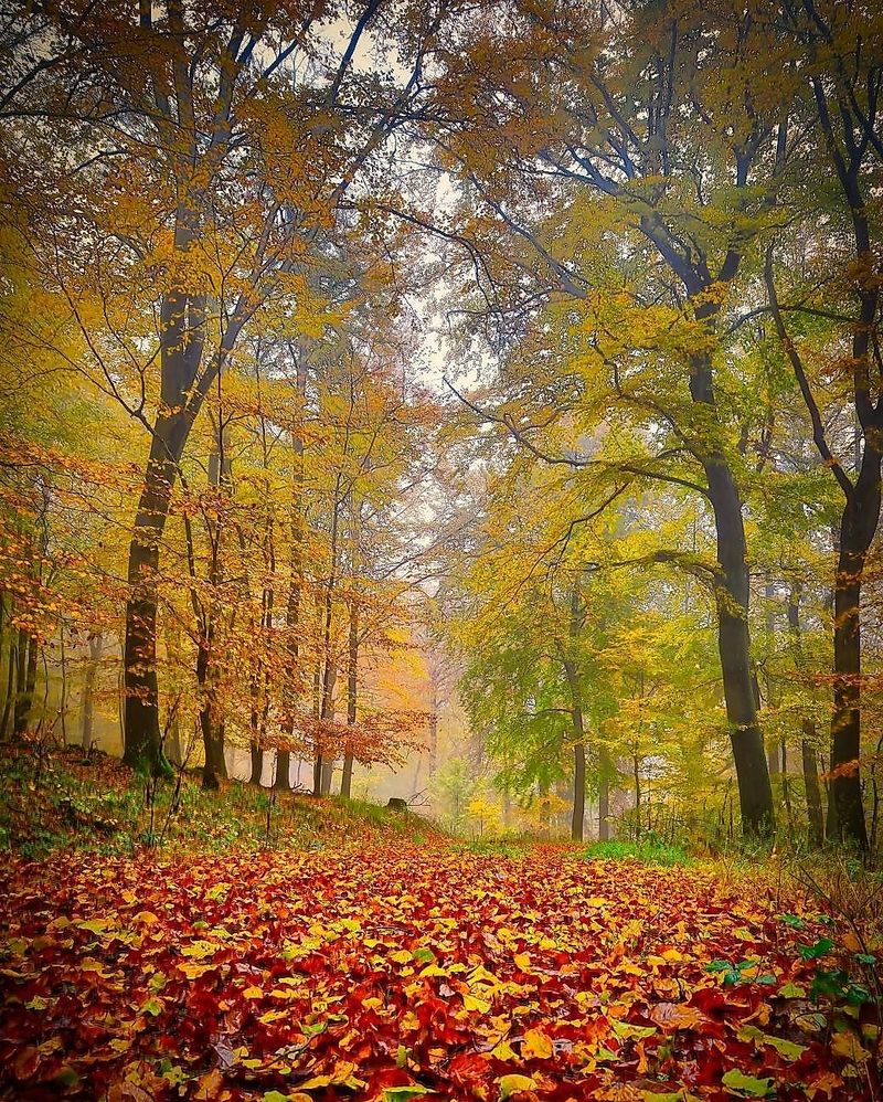 Fotowalk: "Pilze und Landschaft im Herbst" 5umfnv