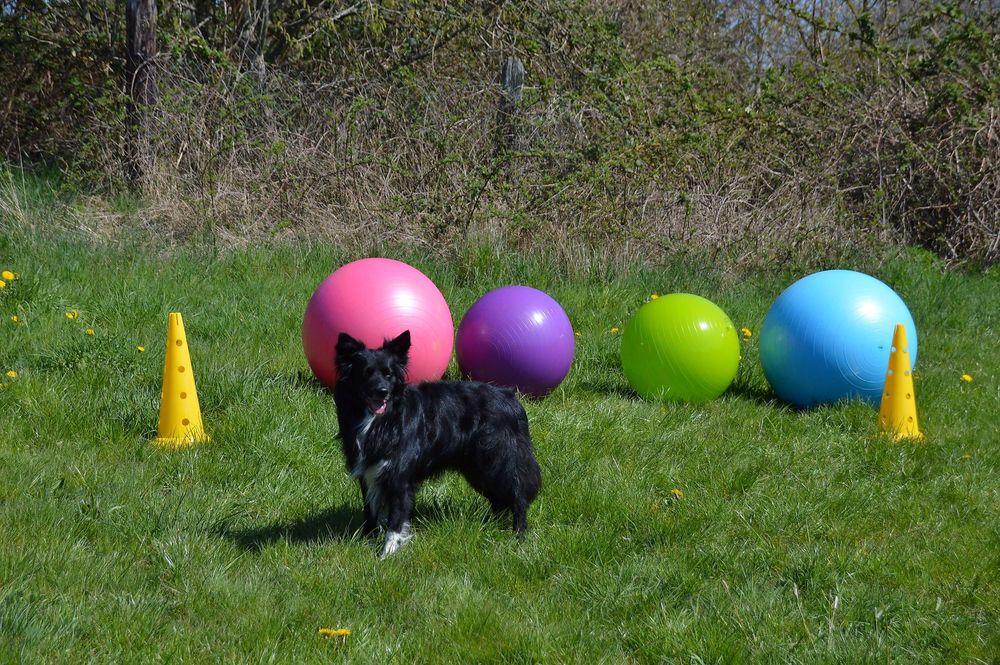 Caniplace   Hundefreizeit und Gesundheitspark 79ugoa
