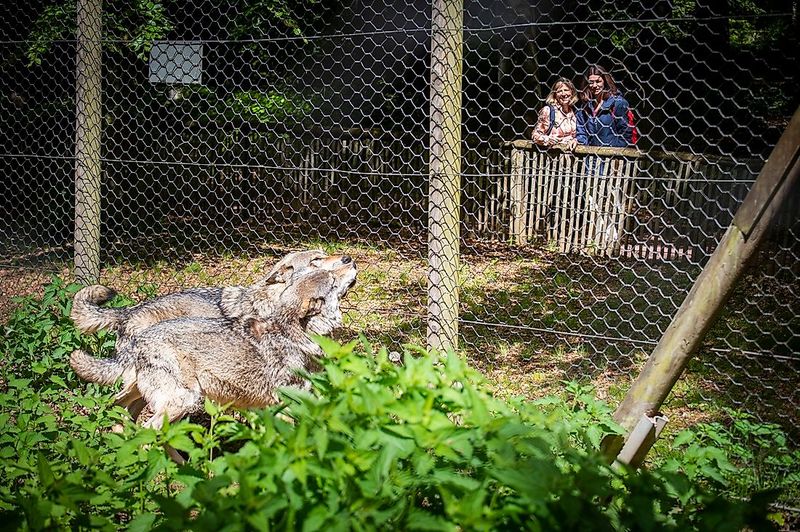Traumschleife Wolfsweg 6gce9y