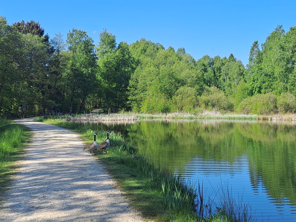 Barrierearmer Rundweg Allenbacher Weiher 6iaqsh