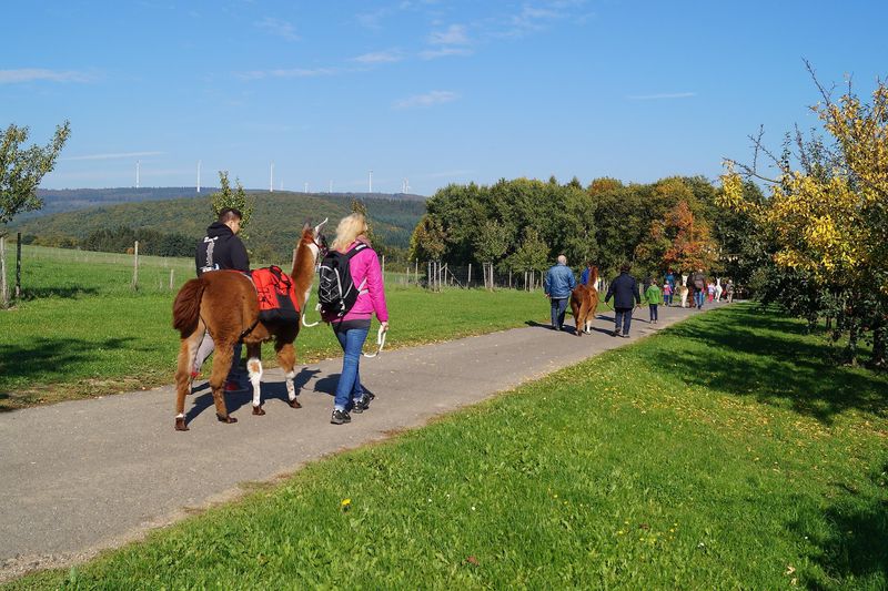 events/lama-alpakawanderung-weck-worscht-woi-67dc