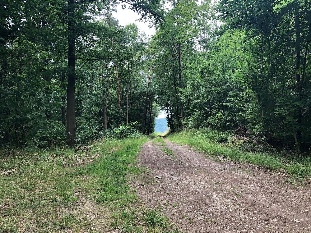 Rundwanderweg „Liebesschlucht“, Zell (Mosel) 6rfv01