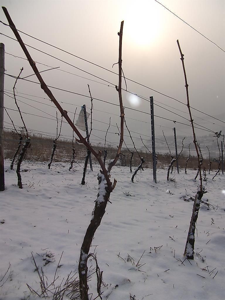 Weingut Funck Schowalter 6u5rpm