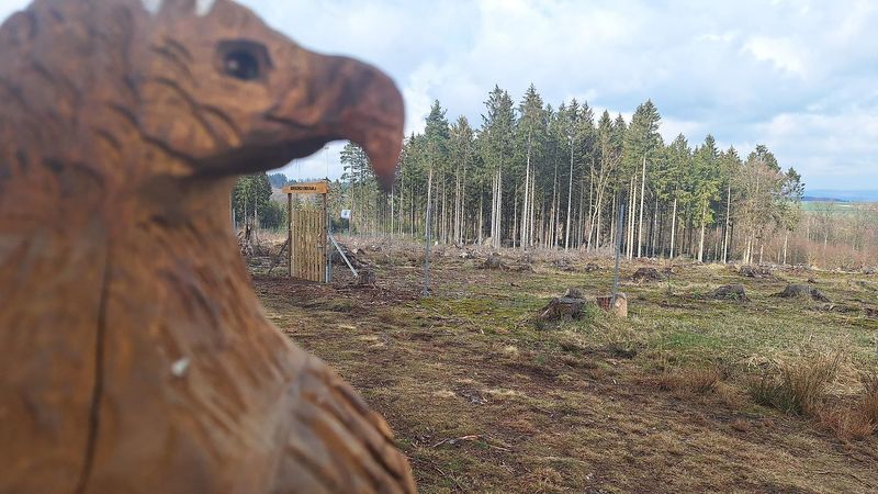Kinderwald am Grenzgängerweg 6y3wo5
