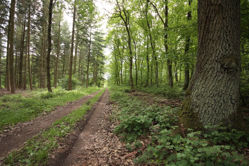 Rüdesheim   Gräfenbacherhütte/Opelwiese   Streckenwanderweg 91z1fh