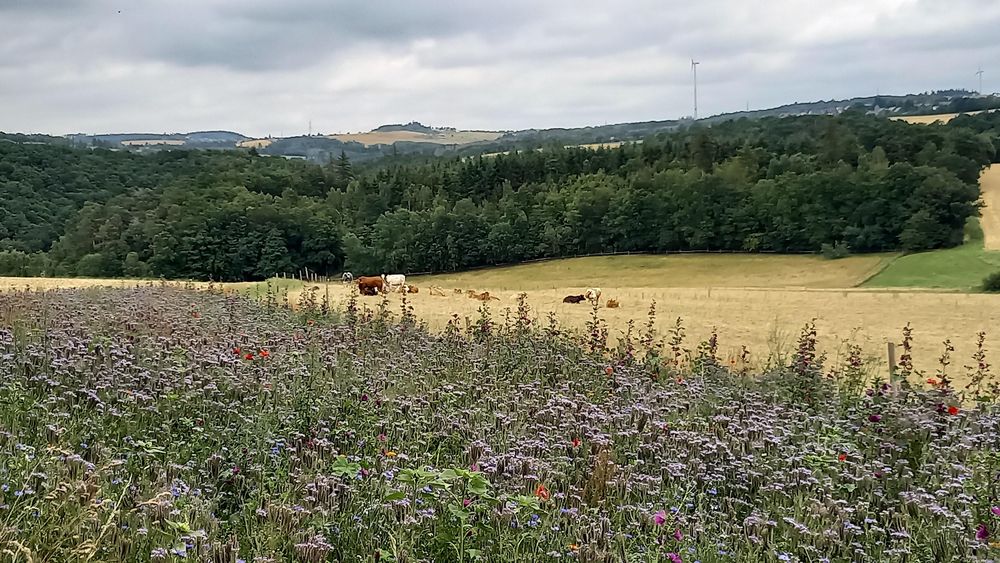 Picknickbank an der TS Oberes Baybachtal 961t7p