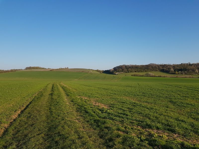 Rundtour Straußberg Wingertwanderweg in Hargesheim 94zop5