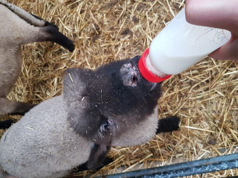 Esel und mehr 8jukzn