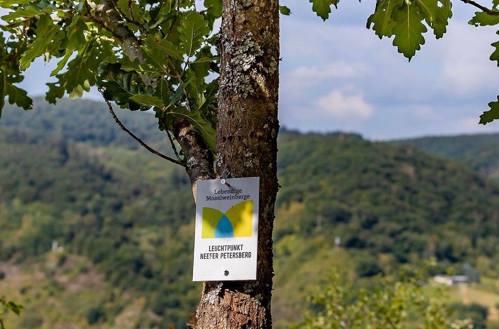 Leuchtpunktwanderung Neefer Petersberg 8ohwl1