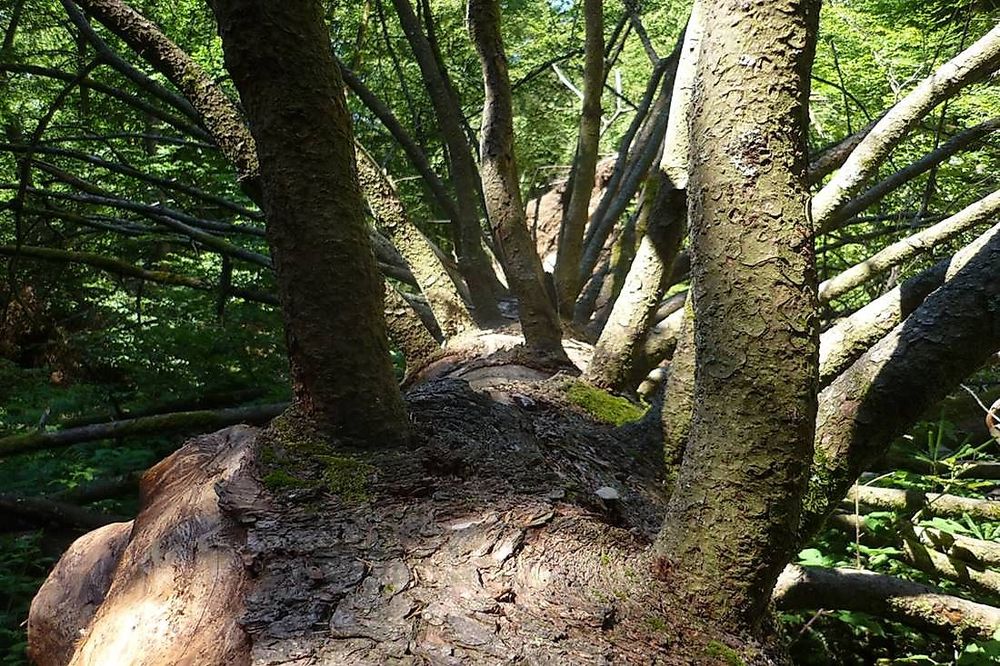Traumschleife Wildnis Trail Weiskirchen 8ym204
