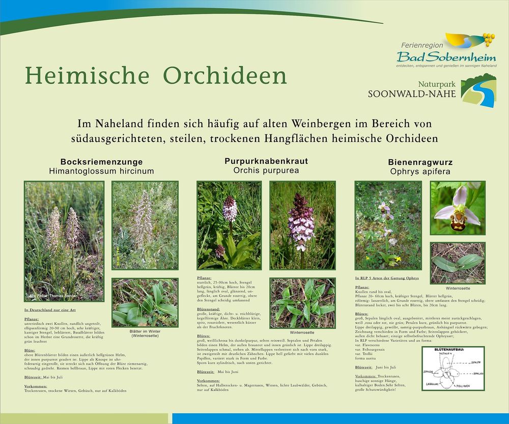 Weinbergsterrassen  und Orchideenpfad am Staudernheimer Hang 9i2j0i