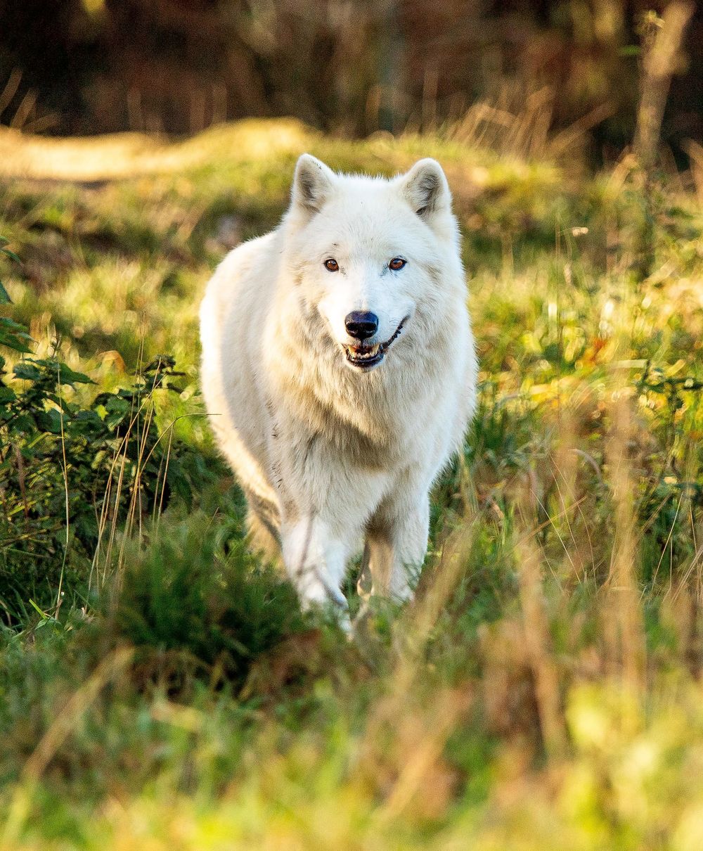 Tierpark Rheinböllen 9xyiid