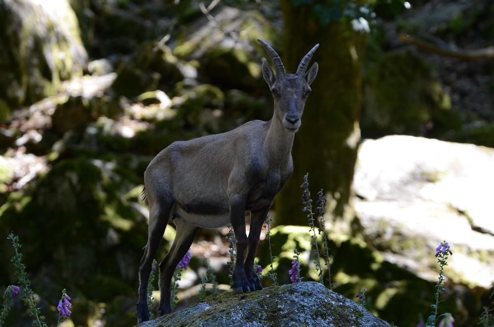 Nationalpark Tor Wildenburg & Wildfreigehege 5zuaj