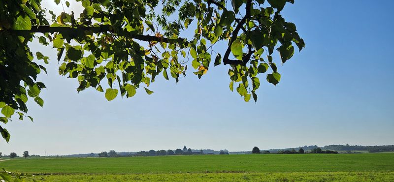 tochten/traumschleifchen-junge-wald-3379